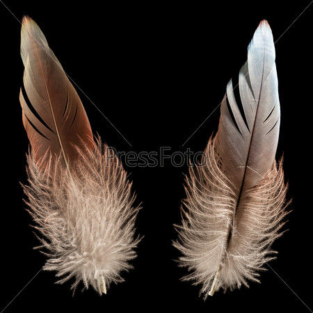 Nature wing fly bird feather quill black isolated