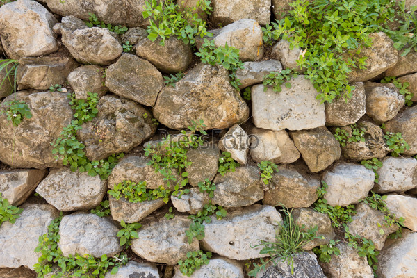 Texture of old stone wall covered green plants