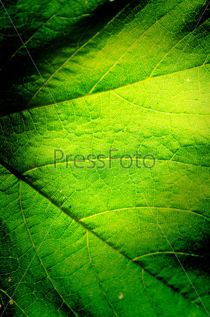 Green leaf background macro texture with space for text or image.