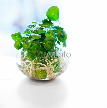 hydroculture plant on glass bowl backlit by a window