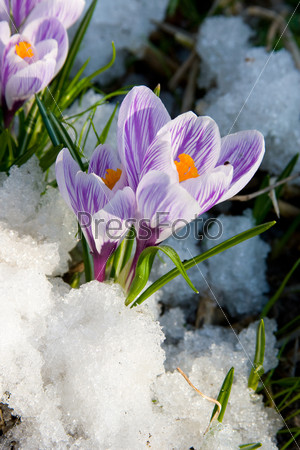 Flowers purple crocus in the snow