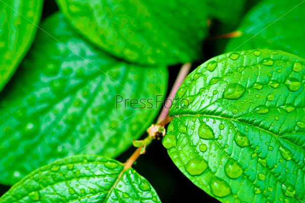 green bright leaves with rain drops nature backgrounds, copy space for text