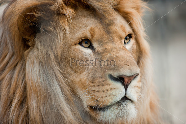 Lion head close up portrait