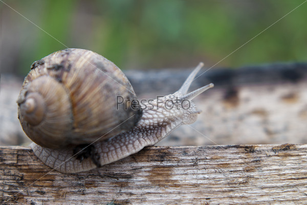 Close up of snail walking the plank