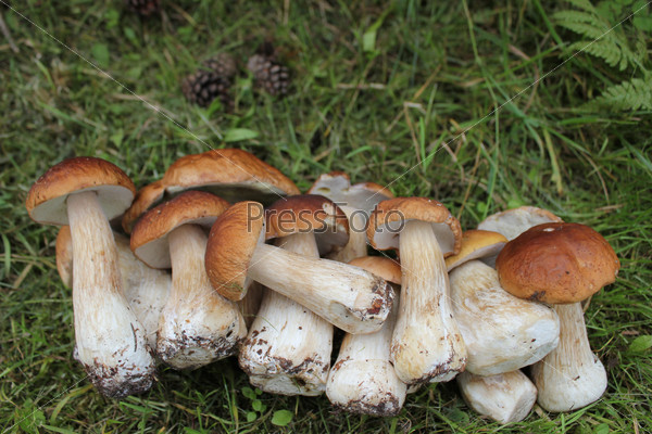 Group of edible fungi in a green grass