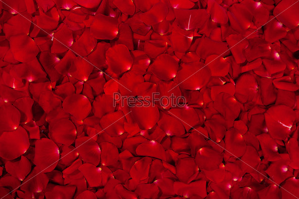 Background of  beautiful red rose petals