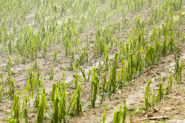 Hail damaged corn field - Storm disaster