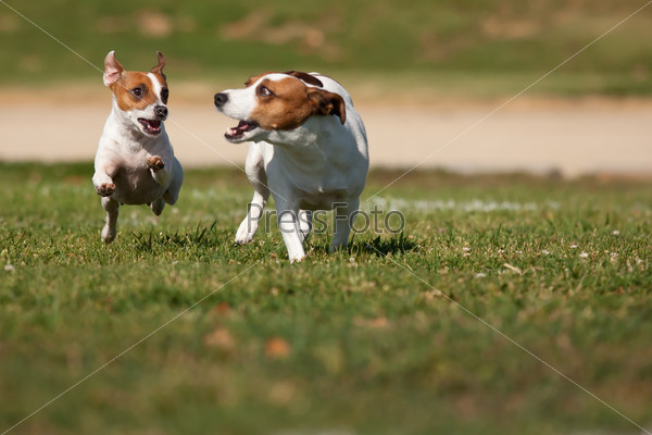 Jack Russell Terrier Dogs Running on the Grass