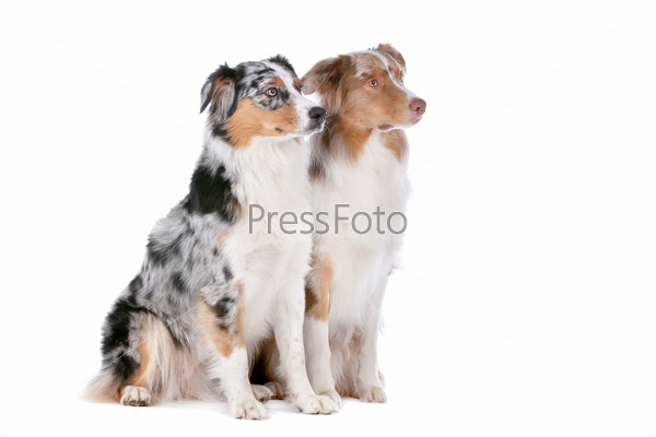 Two Australian Shepherd dogs in front of a white background