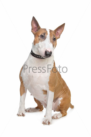 Bull Terrier in front of a white background