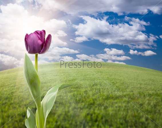 Beautiful Purple Tulip Over Empty Grass Field and Sky with Clouds.