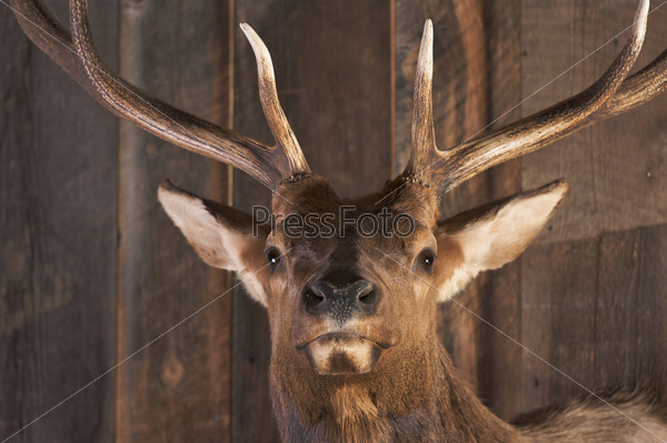Mounted Stag Head on Cabin Wall, stock photo