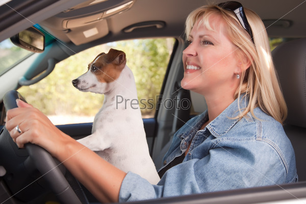 Jack Russell Terrier Dog Enjoying Ride