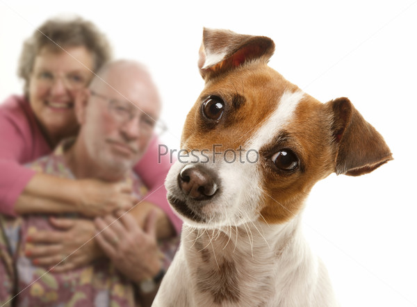 Adorable Jack Russell Terrier and Adoring Senior Couple Behind Isolated on a White Background.