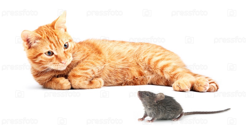 Подвижный кот Подвижный кот