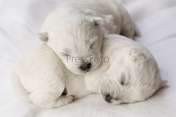 Adorable sleeping puppies, only a few days old
