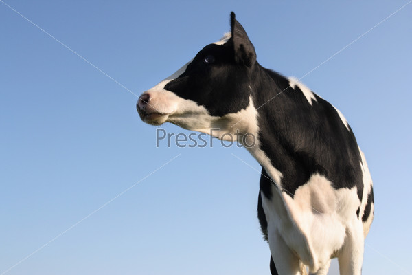 Cow looking sideway over a blue sky background