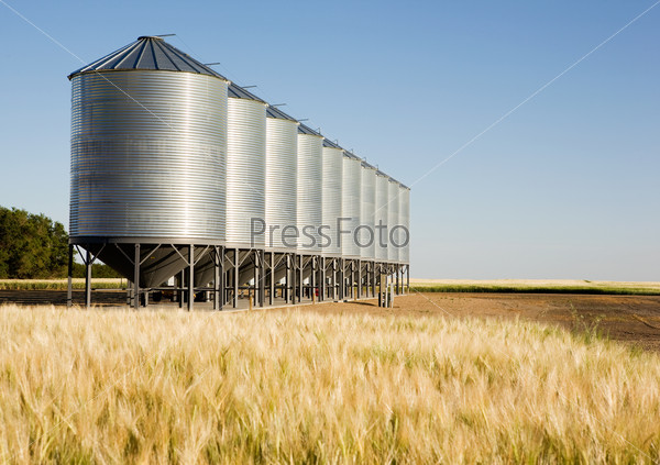 Grain bins in the distance with a wheat field in the foreground.  Shallow depth of field is used to bring attention to the grain bins.