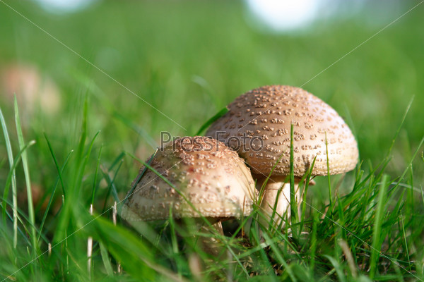 Дикие грибы