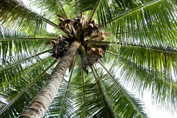 Пальмовое дерево