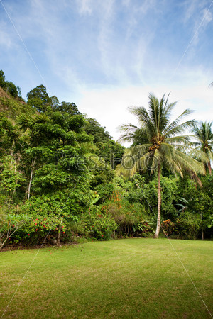 Тропические деревья на заднем дворе