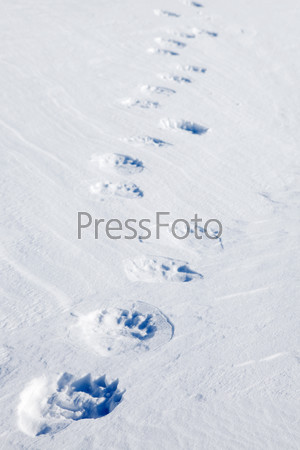 Fresh polar bear tracks - Spitsbergen, Svalbard, Norway