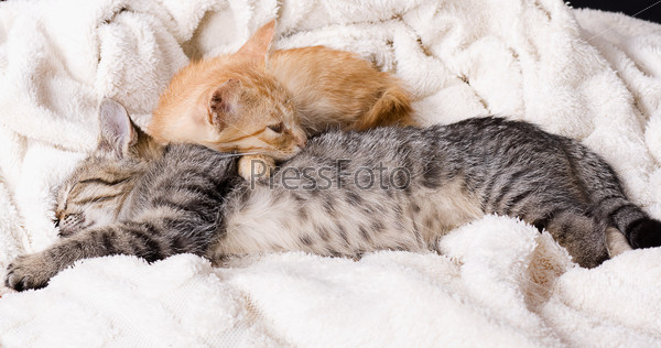 Two small gray kittens sleeping