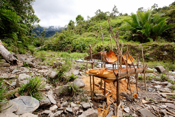 Primative yet useful tools for making sago, a staple food in Papua New Guinea and Indonesia