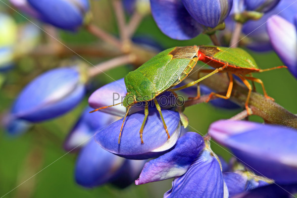 Two green bedbugs on turn blue lupine, stock photo