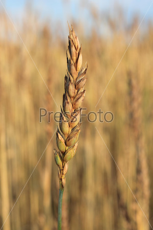 Ear of wheat . Closeup on ear.