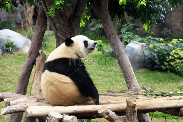 Гигантская панда в зоопарке Гонг Конга