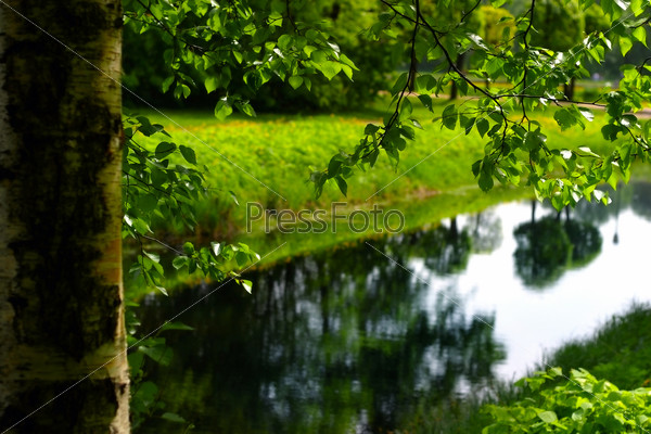 The image of a birch on coast of the river, stock photo