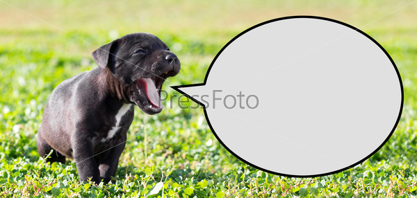 Puppy with speech bubble
