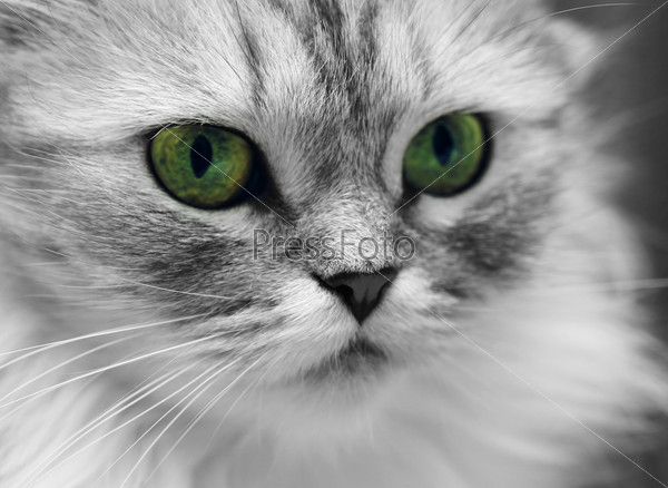 Portrait of a cat close-up. Illustration to magazine about animals
