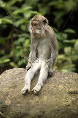 Portrait of the sad monkey