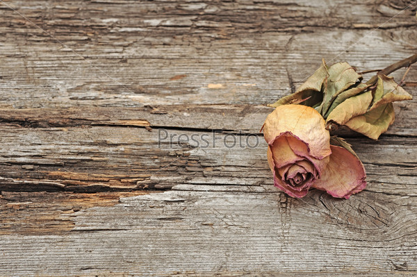 Dry rose on old wood background with copy space