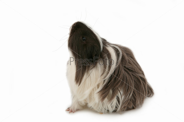 Young guinea pig isolated on white