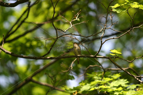 The nightingale sits on a branch of a tree with dismissed leaves. Bird in the centre, stock photo