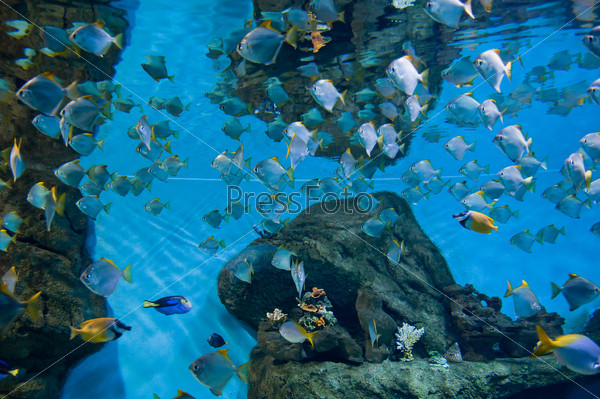 Marine aquarium with fishes