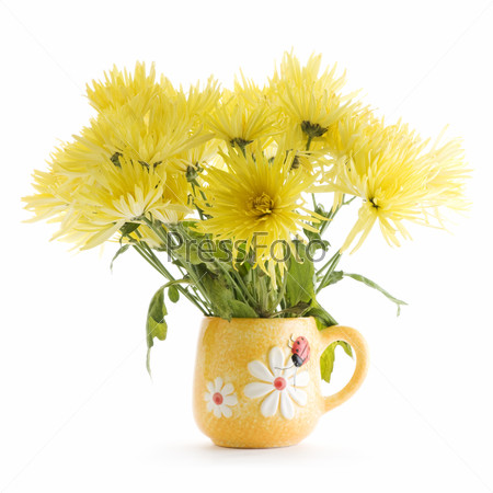 yellow Chrysanthemum flowers in vase on white background