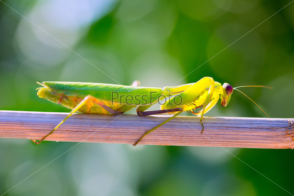 praying mantis insect closeup macro on dried branch