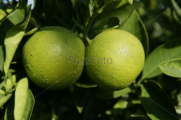 Green growing oranges hanging from tree