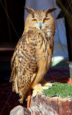 Bubo bubo eagle owl night bird on trunk grass