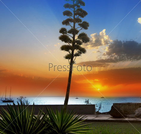 Amadores agave sunset in Gran Canaria Canary islands [Photo illustration]