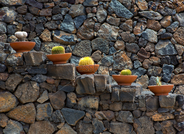 Lanzarote Guatiza cactus garden pots in a row
