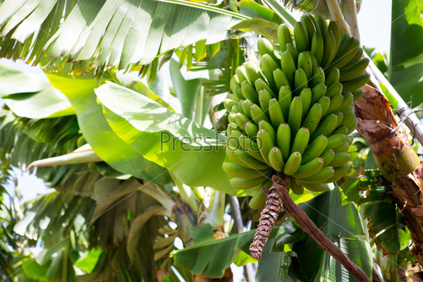 Canarian Banana plantation Platano in La Palma Canary Islands