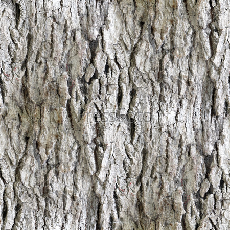 Seamless texture white tree bark wallpaper background