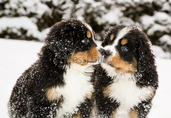 Bernese mountain dog puppets sniff each others, stock photo