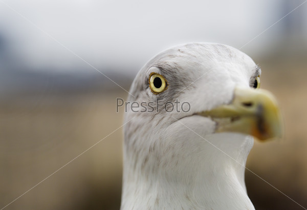 White seagull zoomed face pointed at camera focus