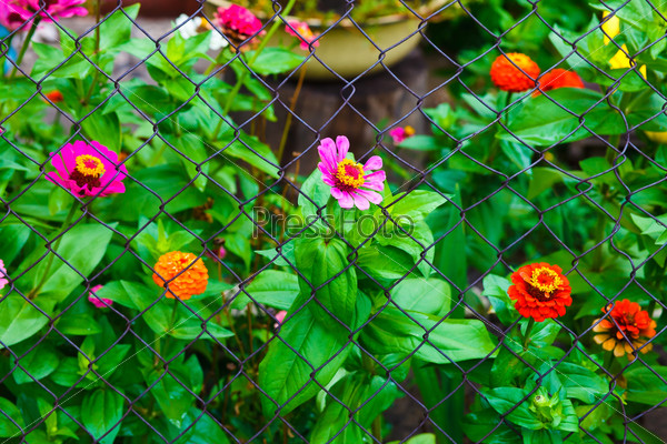 flower garden and a fence with barbed wire background